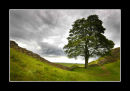 Sycamore Gap